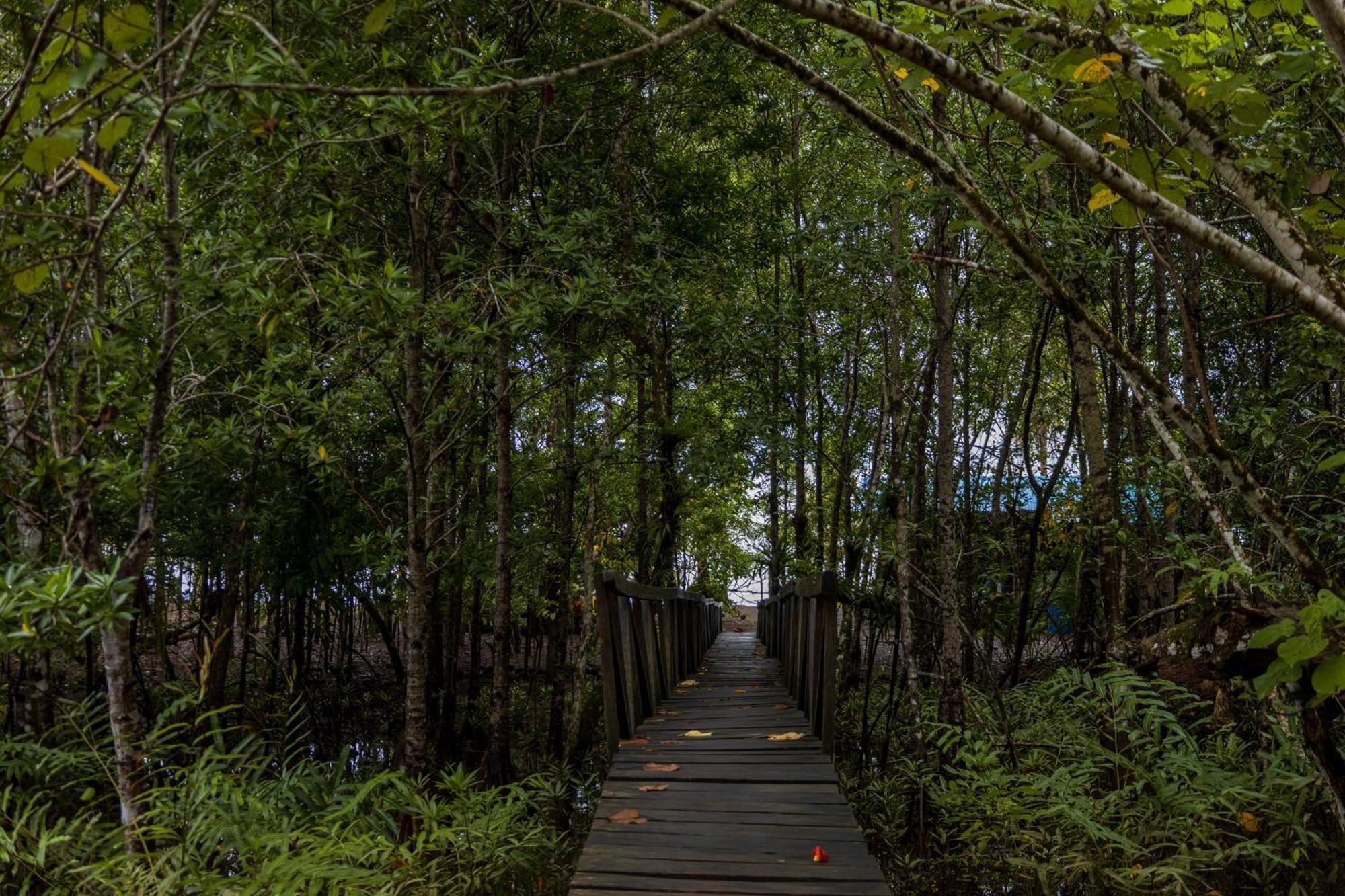 Jardin Botanico Del Pacifico Y Mecana Ecohotel Bahia Solano Luaran gambar